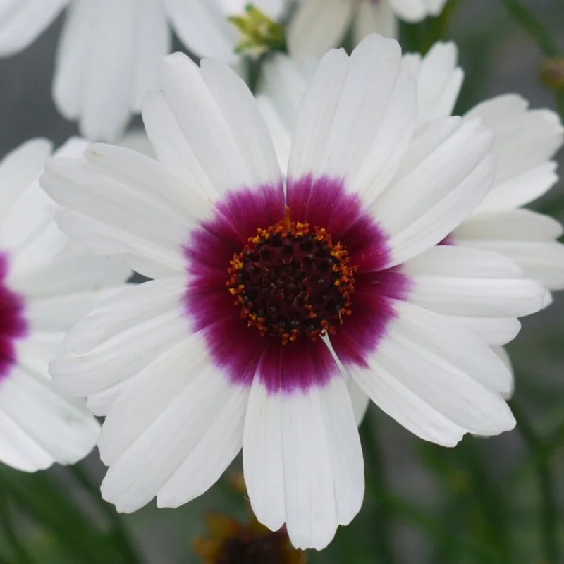 Coreopsis 'Ice Wine' Perennial Live Starter Plant - Outdoor Flower - Image 2