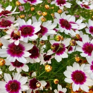 Coreopsis 'Ice Wine' Perennial Live Starter Plant - Outdoor Flower - Image 3
