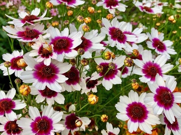 Coreopsis 'Ice Wine' Perennial Live Starter Plant - Outdoor Flower - Image 3