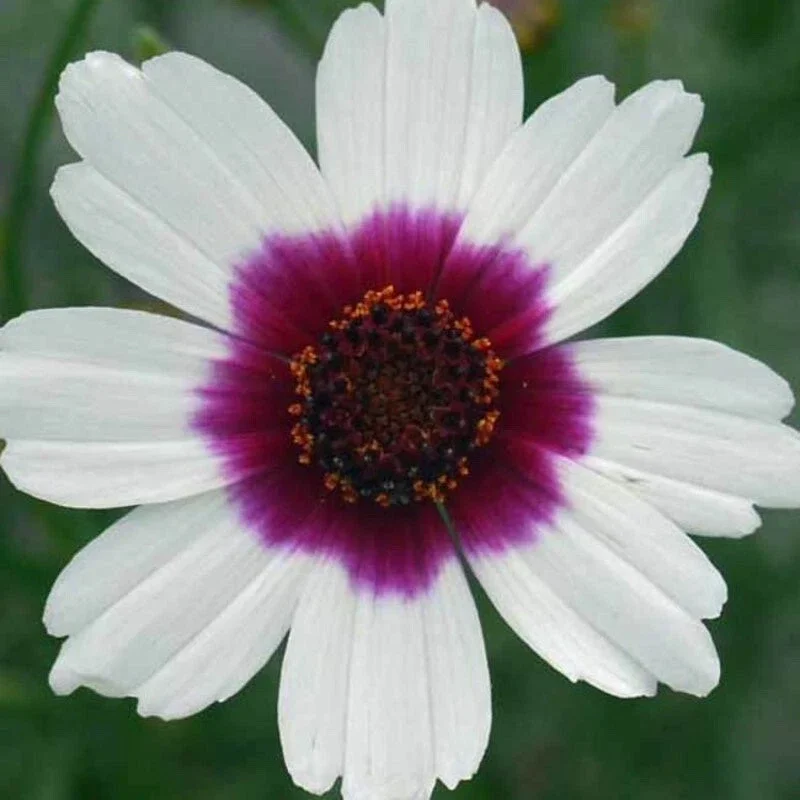 Coreopsis 'Ice Wine' Perennial Live Starter Plant - Outdoor Flower - Image 4