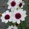 Coreopsis 'Ice Wine' Perennial Live Starter Plant - Outdoor Flower - Image 1