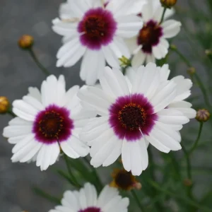 Coreopsis 'Ice Wine' Perennial Live Starter Plant - Outdoor Flower - Image 1