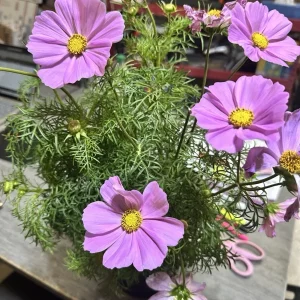 Cosmos Bipinnatus Cali Pink Purple Radiance Live Flower Plant - 1 Rooted Section - Image 2