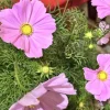 Cosmos Bipinnatus Cali Pink Purple Radiance Live Flower Plant - 1 Rooted Section - Image 1