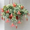 Cotyledon Pendens Live Plant – Trailing Succulent – 2 Inch Pot – 2-4 Inch Tall - Image 1