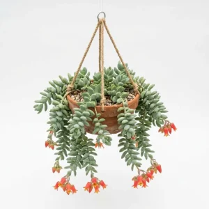 Cotyledon Pendens Live Plant – Trailing Succulent – 2 Inch Pot – 2-4 Inch Tall - Image 2