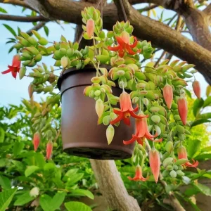 Cotyledon Pendens Live Plant – Trailing Succulent – 2 Inch Pot – 2-4 Inch Tall - Image 3
