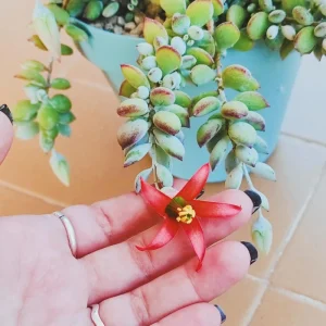Cotyledon Pendens Live Plant – Trailing Succulent – 2 Inch Pot – 2-4 Inch Tall - Image 5