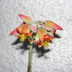 Cotyledon Pendens Live Plant – Trailing Succulent – 2 Inch Pot – 2-4 Inch Tall - Image 6