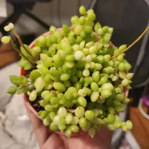 Cotyledon Pendens Live Plant – Trailing Succulent – 2 Inch Pot – 2-4 Inch Tall - Image 7
