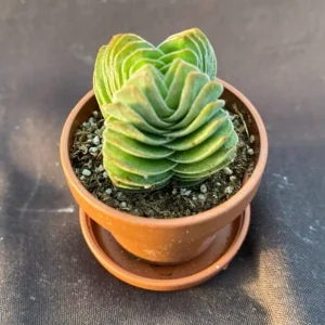 Crassula Buddha's Temple Live Succulent Plant - 1 inch Pot - Indoor - Image 1