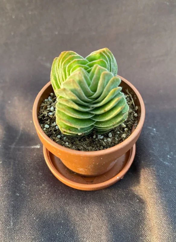 Crassula Buddha's Temple Live Succulent Plant - 1 inch Pot - Indoor - Image 1