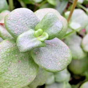 Crassula Multicava 'Green Fairy Jade' Succulent Cuttings - 2 Live 2