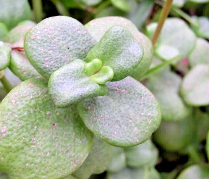 Crassula Multicava 'Green Fairy Jade' Succulent Cuttings - 2 Live 2" Unrooted Cuttings - Image 2
