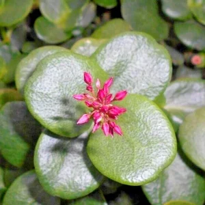Crassula Multicava 'Green Fairy Jade' Succulent Cuttings - 2 Live 2