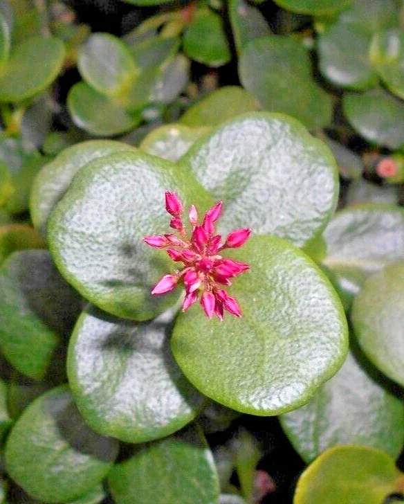 Crassula Multicava 'Green Fairy Jade' Succulent Cuttings - 2 Live 2" Unrooted Cuttings - Image 1
