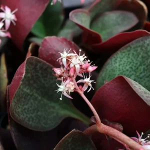 Crassula Multicava Red Fairy Jade Succulent - 2 Live 2