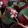 Crassula Multicava Red Fairy Jade Succulent - 2 Live 2" Unrooted Cuttings - Image 1