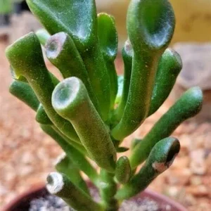 Crassula Ovata Gollum Jade Live Succulent Plant - 2-4 Inch Money Plant Tree - Image 1