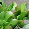 Crassula Ovata Green Jade Money Plant Cuttings - 3 Live 4" Unrooted Succulents - Image 1