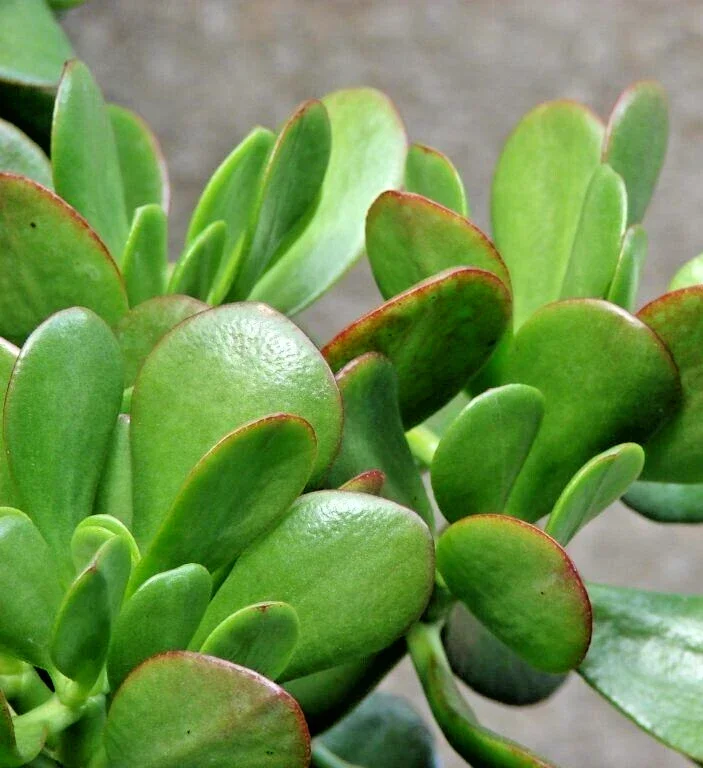 Crassula Ovata Green Jade Money Plant Cuttings - 3 Live 4" Unrooted Succulents - Image 1