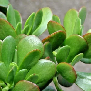Crassula Ovata Green Jade Succulent Live Plant 4-6" Tall - Indoor Money Plant - Image 1