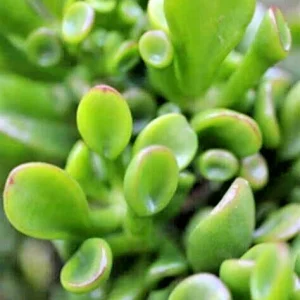 Crassula Ovata Hobbit Jade Live Plant - Money Plant Tree - 2-4 Inch - Image 2