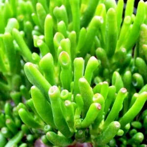 Crassula Ovata Hobbit Jade Live Plant - Money Plant Tree - 2-4 Inch - Image 3