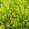 Crassula Ovata Hobbit Jade Live Plant - Money Plant Tree - 2-4 Inch - Image 1