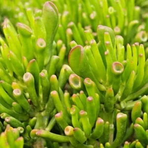 Crassula Ovata Hobbit Jade Live Plant - Money Plant Tree - 2-4 Inch - Image 1
