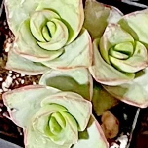 Crassula Perforata String of Buttons Succulent Live Plant – 2 x 2