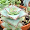 Crassula Perforata String of Buttons Succulent Live Plant – 2 x 2" Rooted - Image 1
