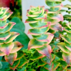 Crassula Perforata Variegated String of Buttons Succulent Live Plant, 2x 1