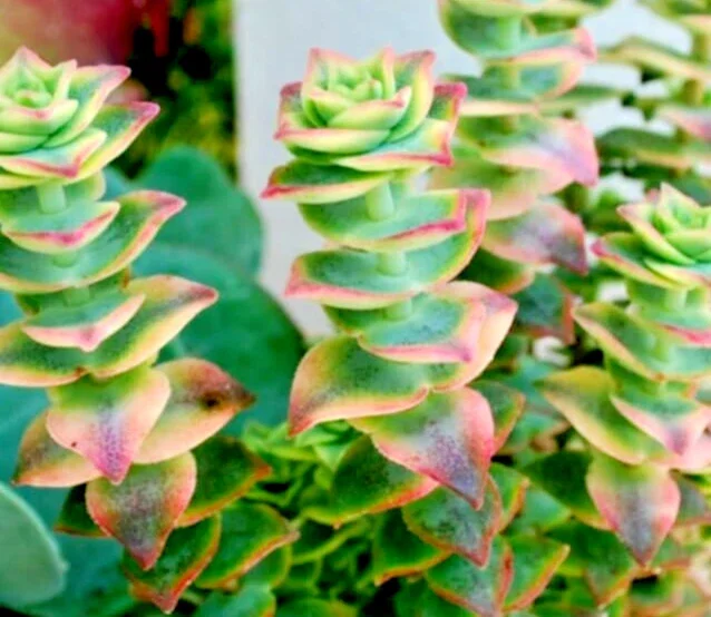 Crassula Perforata Variegated String of Buttons Succulent Live Plant, 2x 1" Plants - Image 2