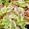 Crassula Perforata Variegated String of Buttons Succulent Live Plant, 2x 1" Plants - Image 1