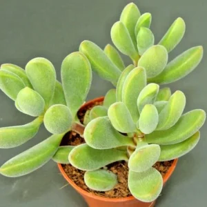 Crassula Rogersii Velvet Club Succulent – 1 Live Rooted Plant with Yellow Blooms - Image 1