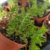 Crassula Schimperi Lizard's Tail Succulent Live Plant – Full Sun Drought Tolerant - Image 1