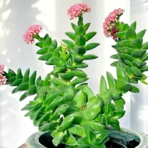 Crassula Springtime Succulent Live Rooted Plant - Larger Buttons - Image 2