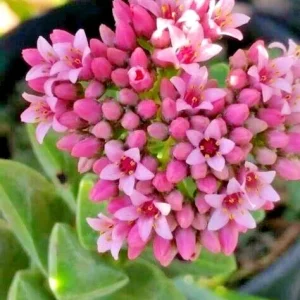 Crassula Springtime Succulent Live Rooted Plant - Larger Buttons - Image 3