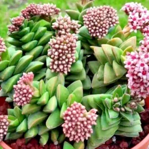 Crassula Springtime Succulent Live Rooted Plant - Larger Buttons - Image 1