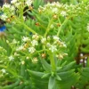 Crassula Tetragona Pine Tree Succulent Live Plant, 2-4" Rooted, Bonsai - Image 1