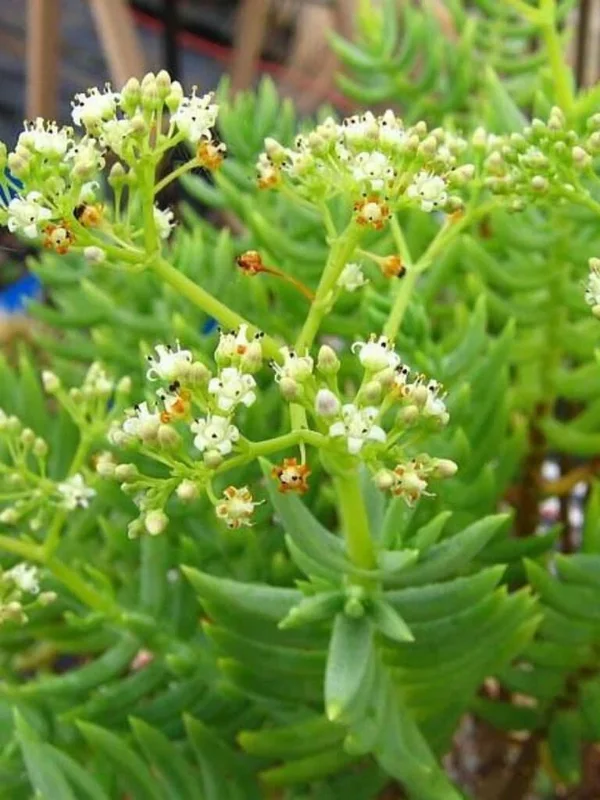 Crassula Tetragona Pine Tree Succulent Live Plant, 2-4" Rooted, Bonsai - Image 1