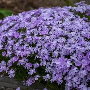 Creeping Phlox 'Blue Emerald' Live Plant - Perennial Groundcover - Image 1
