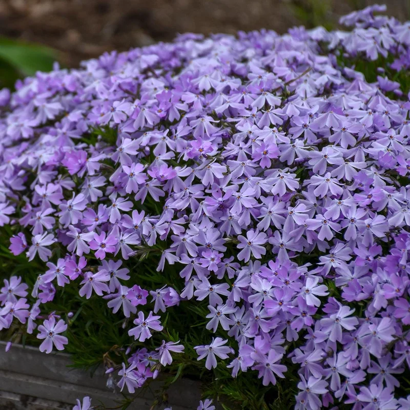 Creeping Phlox 'Blue Emerald' Live Plant - Perennial Groundcover - Image 1