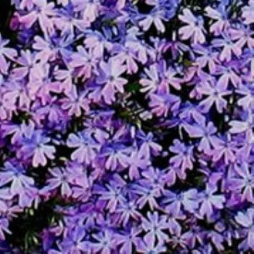 Creeping Phlox 'Blue Emerald' Live Plant - Perennial Groundcover - Image 2