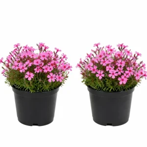 Creeping Phlox Live Plants - 2 Pack, 4-7 Inch, Vibrant Ground Cover Perennial Flowers - Image 2