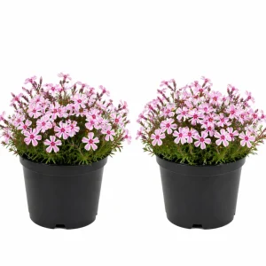 Creeping Phlox Live Plants - 2 Pack, 4-7 Inch, Vibrant Ground Cover Perennial Flowers - Image 4