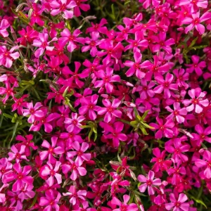 Creeping Phlox Live Plants - 2 Pack, 4-7 Inch, Vibrant Ground Cover Perennial Flowers - Image 6
