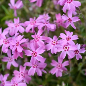 Creeping Phlox Live Plants - 2 Pack, 4-7 Inch, Vibrant Ground Cover Perennial Flowers - Image 7