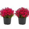 Creeping Phlox Live Plants - 2 Pack, 4-7 Inch, Vibrant Ground Cover Perennial Flowers - Image 1